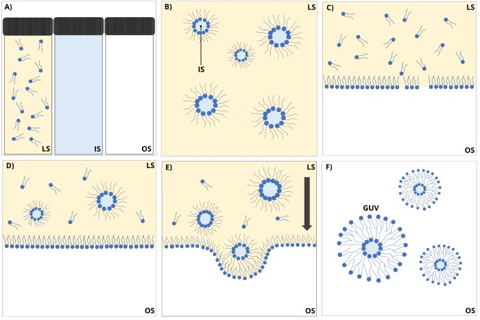 Lipid vesicle formation diagram; micellization, bilayer interaction, and vesicle assembly steps.