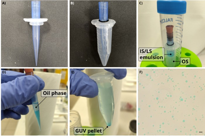 GUV isolation process; centrifugation steps and phases recognition; micrograph analysis of vesicles.