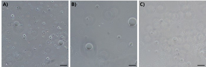 Microscopy image, comparison of cell cultures, A-C, visualizing cell density and morphology.