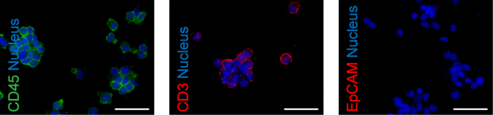 荧光显微镜；CD45、CD3、EpCAM 标记物；细胞核染色；细胞生物学研究。