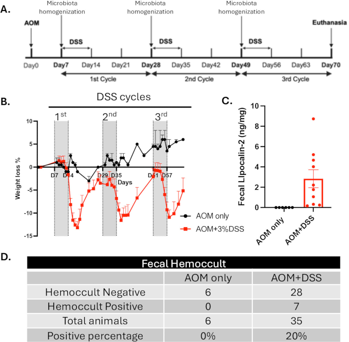 figure-results-2 AOM DSS treatment timeline, weight loss graph, lipocalin-2 levels, fecal hemoccult results in mice.