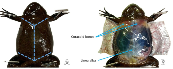 Efficient Techniques for Comprehensive Sampling of Accessible Tissues ...