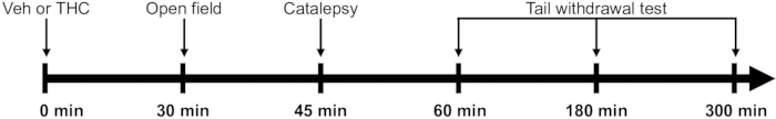 figure-results-3 Experiment timeline diagram for THC effects; stages: open field, catalepsy, tail withdrawal test.