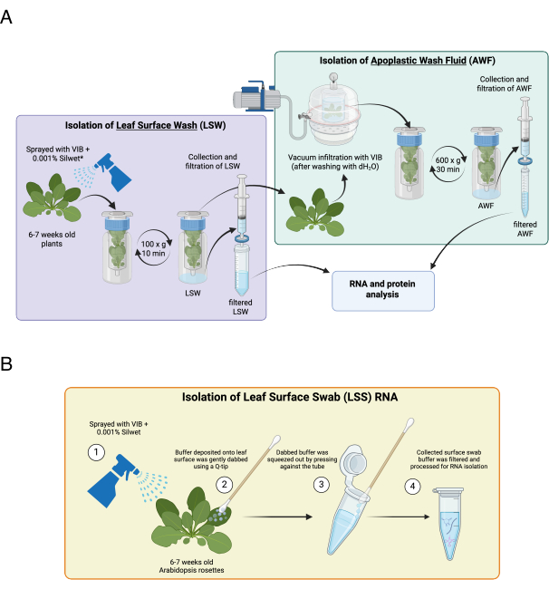 Leaf surface RNA isolation diagram showing LSW and LSS methods for RNA and protein analysis.