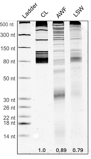Electrophoresis gel diagram showing RNA separation, bands labeled with nucleotide lengths, lane titles.