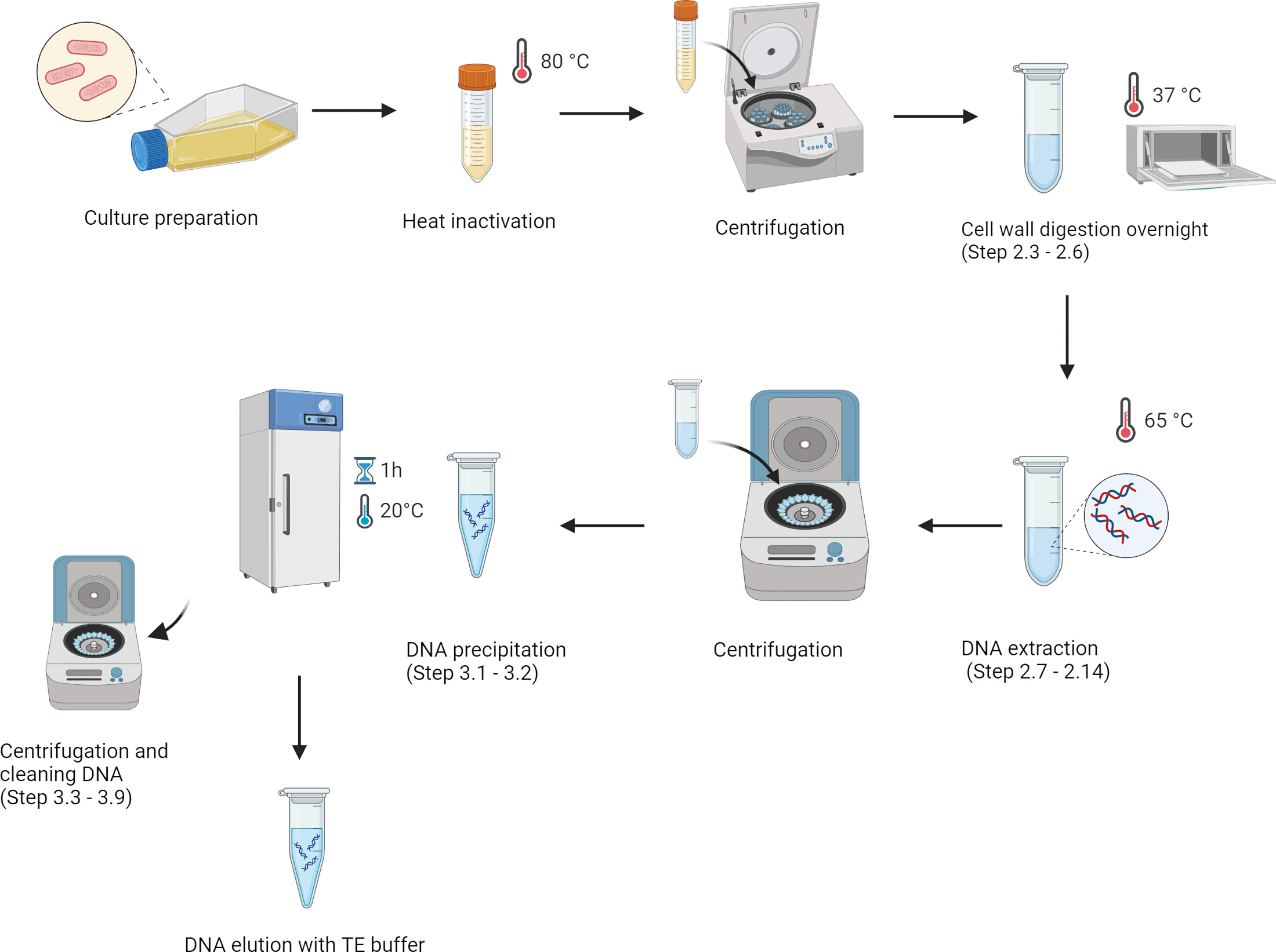 Whole-Genome Deoxyribonucleic Acid Extraction from Mycobacterium ...