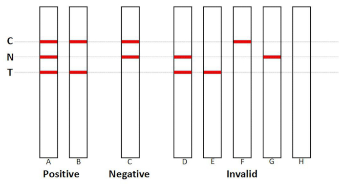 Lateral flow assay results diagram, positive, negative, and invalid test lines illustrated.