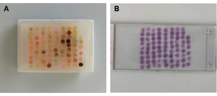 figure-results-2 Spot test method for enzyme activity analysis, showing colorimetric results on assay plates.