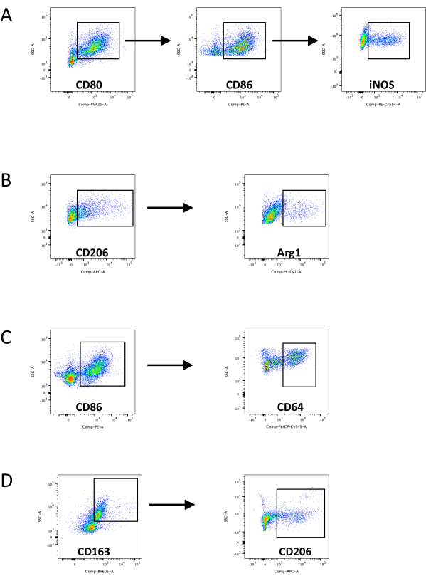 Flow cytometry diagram of CD80, CD86, iNOS analysis for immune cell profiling.