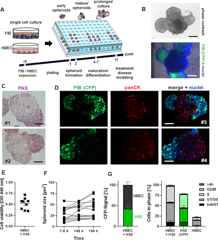 figure-results-1 Cell culture spheroid formation: Diagram, microscopy images, and charts for viability and analysis results.