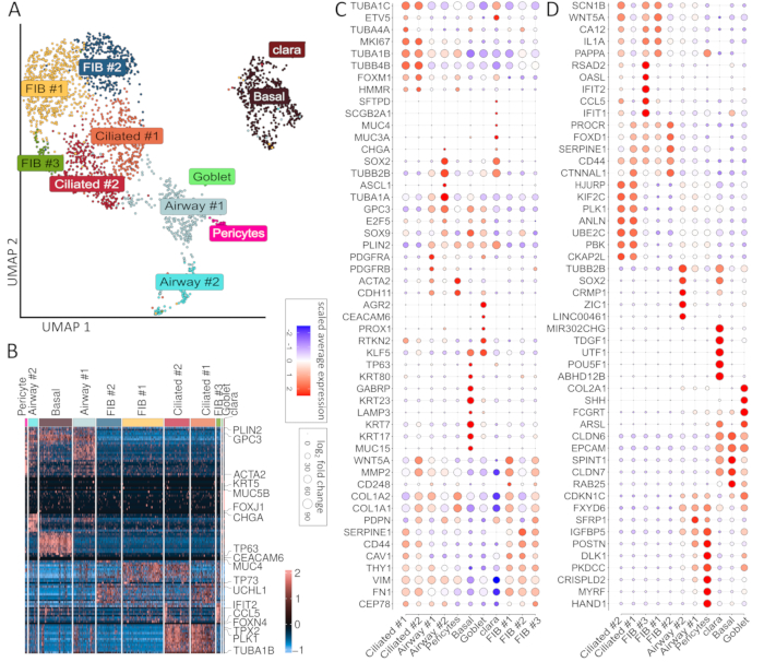 figure-results-2 UMAP clustering, gene expression heatmap, and dot plot analysis for profiling airway cell types.