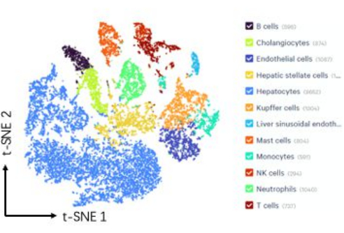 figure-results-5 t-SNE 分析、细胞类型聚类、散点图、在生物医学研究中可视化细胞多样性。