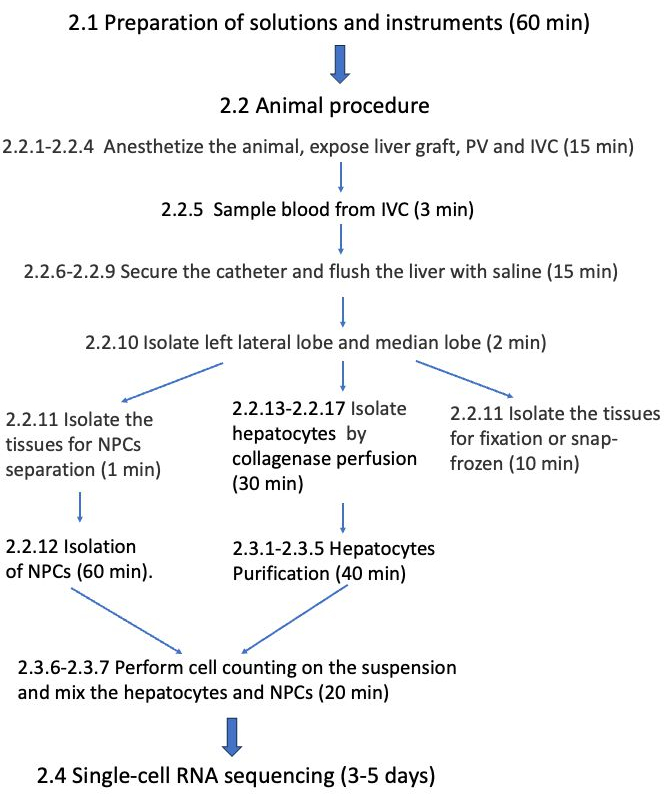 figure-results-6 肝细胞分离、纯化及单细胞RNA测序的动物实验流程图。