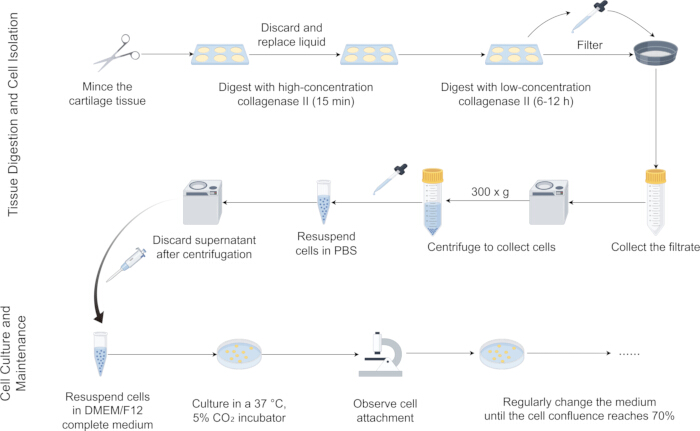 Tissue digestion and cell isolation diagram; cartilage processing, collagenase digestion, centrifugation.