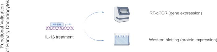 IL-1β treatment process; RT-qPCR for gene expression, Western blotting for protein analysis diagram.