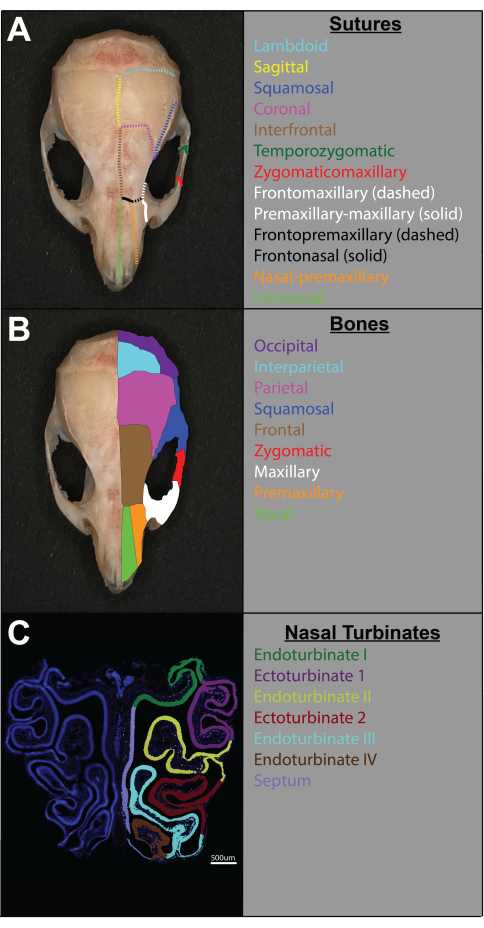 figure-introduction-1 Skull anatomy sutures diagram; bone regions labeled; nasal turbinate section visualized.