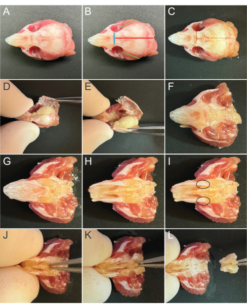 figure-protocol-1 Dissection process of bird skull, step-by-step anatomical study, educational diagram.