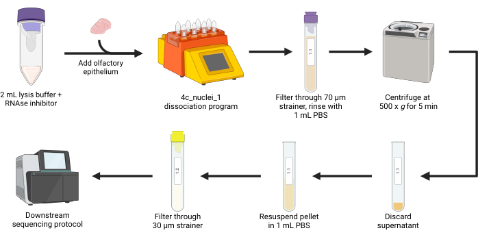 figure-protocol-2 Olfactory epithelium dissociation protocol diagram; centrifuge, filtration, PBS rinse, sequencing setup.