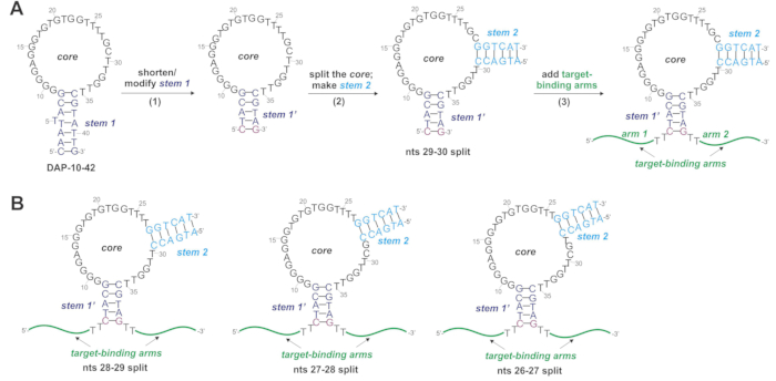 RNA structure modification diagram showing core, stem, and target-binding arm changes for binding.
