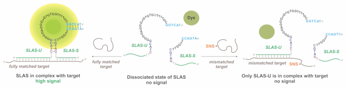 SLAS signal mechanism diagram, DNA targets, fluorescence signal changes, dye-labeled nucleic acids.