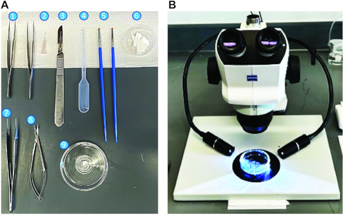 Surgical dissection tools and microscope for tissue examination in laboratory setup, diagram.