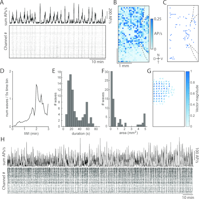 Neuronal activity analysis: graphs and heatmaps show AP/s measurements, wave statistics, and vector fields.