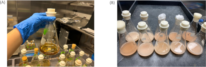 Erlenmeyer flasks in fermentation setup; cultured media analysis; experiment comparison analysis.