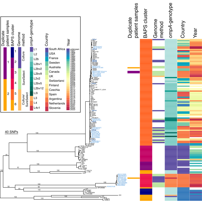 Phylogenetic analysis diagram of bacterial genotypes using SNP data, showcasing diversity by country.