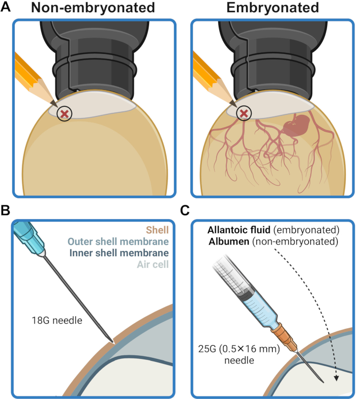 Embryo injection diagram: syringe technique for embryonated/non-embryonated eggs, fluid collection.