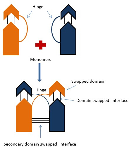 figure-introduction-1 Domain swapping diagram showing protein monomers and interfaces in molecular biology process.