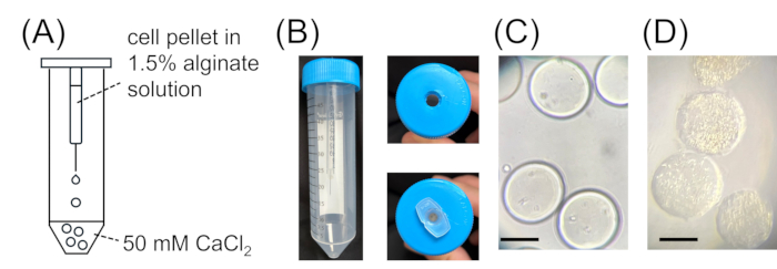 figure-results-3 Cell encapsulation diagram with alginate and CaCl2, microscopy of cell pellets, lab setup.