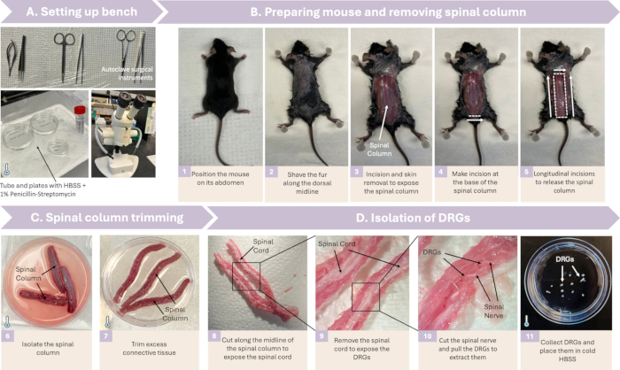 figure-results-1 Mouse dissection, spinal column extraction; DRG isolation diagram with scalpel, petri dishes, HBSS.