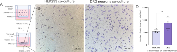 figure-results-10 Transwell co-culture diagram and stained cell images; includes HEK293, DRG neurons comparison chart.