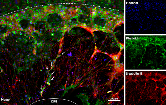 figure-results-13 Neural tissue staining; fluorescence microscopy; protein localization; DRG nerve fibers; cell markers.
