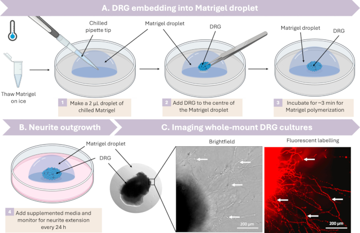 figure-results-2 DRG embedding into Matrigel droplet, neurite outgrowth, whole-mount imaging, fluorescent labeling.