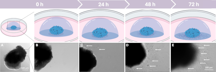 figure-results-3 Cell culture growth progress over time; microscopy images show cellular changes from 0 h to 72 h.