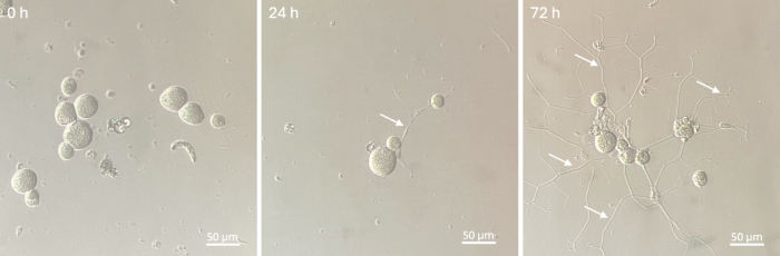 figure-results-5 Cell growth over time; 10, 24, 72h; microscopic images; cellular process visualization; scale 50μm.