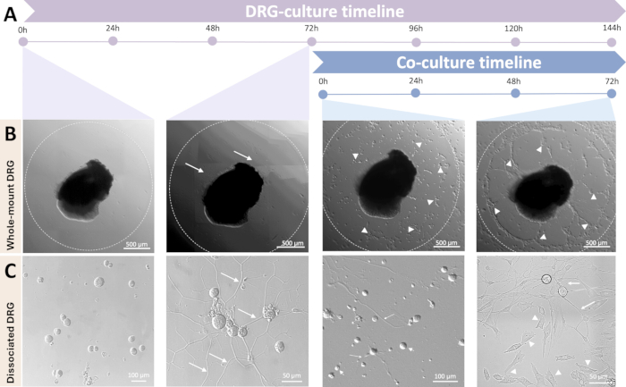 figure-results-6 DRG-culture timeline with whole-mount and dissociated DRG, microscopy images, nervous system study.
