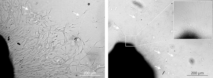 figure-results-8 Cell growth microscopy, ×200 um, showing cell structure and spread; microscope image, biological study.