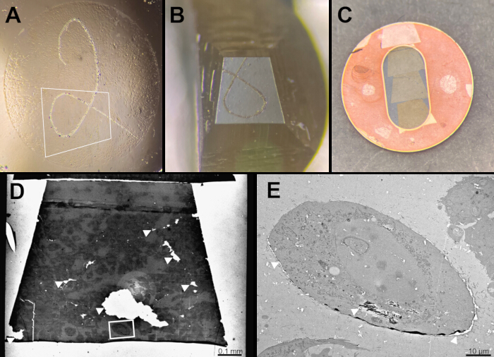 figure-protocol-2 Microscopy images of graphene preparation steps; sample placement, examination, and structural analysis.