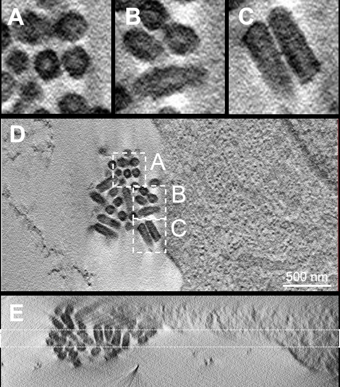 figure-results-1 Cryo-EM micrograph of protein structure, structural analysis at nanoscale, labeled sections A-E.
