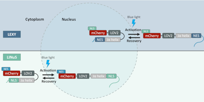 figure-introduction-1 static equilibrium; blue light activation diagram; cytoplasm-nucleus; protein transport mechanism