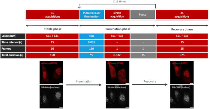 figure-protocol-1 Pulsatile laser illumination process diagram with mCherry and SiR-DNA fluorescence microscopy.