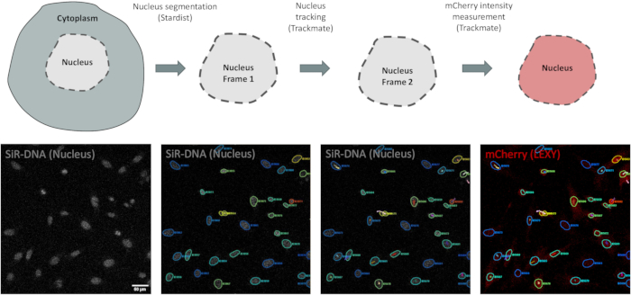 figure-protocol-2 Nucleus tracking process; Stardist segmentation; Trackmate analysis; fluorescence microscopy results.