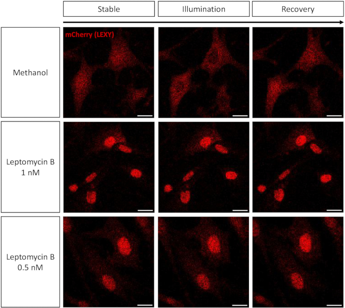 figure-results-1 Fluorescence microscopy diagram, mCherry expression, methanol, leptomycin B treatment comparison.