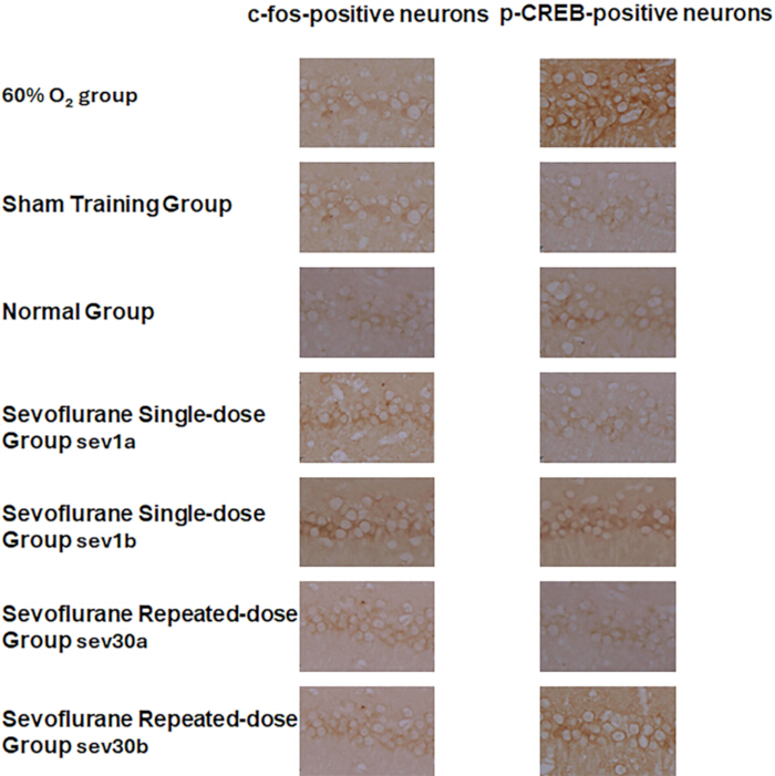 Neuronal activation comparison, c-fos, p-CREB markers, microscopy, sevoflurane exposure groups.