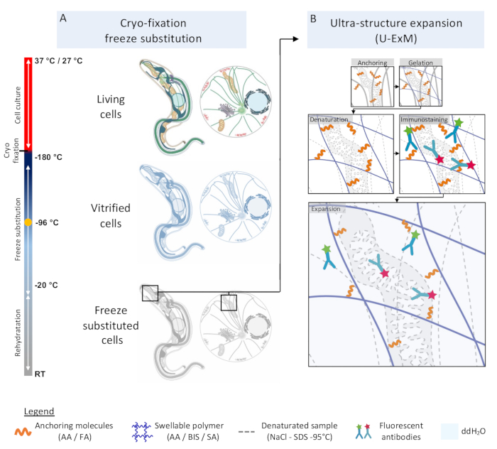 figure-results-1 Cryo-fixation and U-ExM diagram detailing cell preservation and structural expansion processes.
