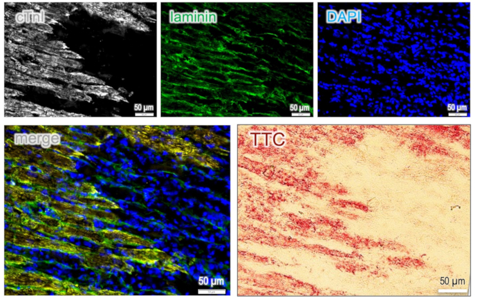 figure-results-3 Immunofluorescence microscopy of proteins and nuclei; laminin, DAPI staining; 50 µm scale.