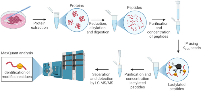 Protein processing diagram: extraction, digestion, LC-MS/MS detection, lactylated peptide analysis.