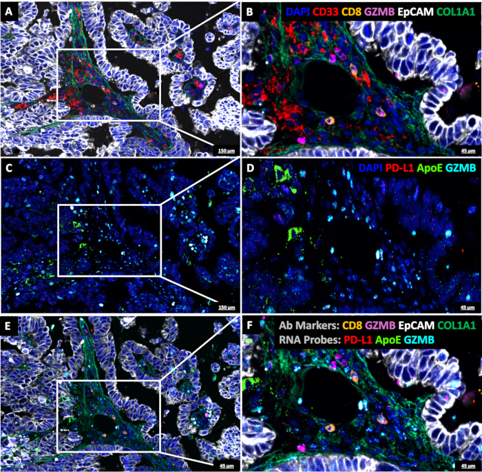 RNA In situ Hybridization with Sequential Protein Immunofluorescence in ...